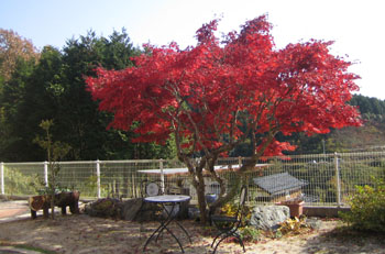 お庭の紅葉