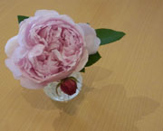 薔薇1輪