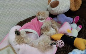 Nonちゃん お顔どこ?