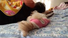 食後のゴロゴロ1