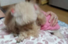 甘えん坊