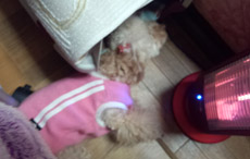 夜のNonちゃん