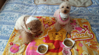 ご飯待ち2