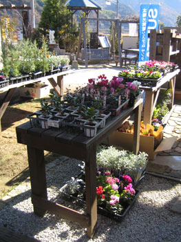 法人会寄せ植え