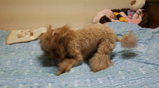 shampooed high1