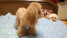 shampooed high4