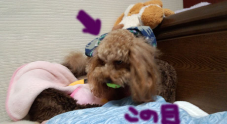 Roseの悪い顔