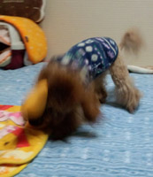 おもちゃ遊び開始5
