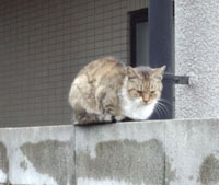 猫