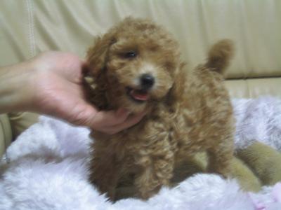 子犬