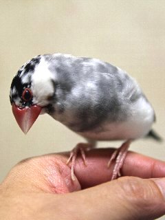 ご主人様~っ♪