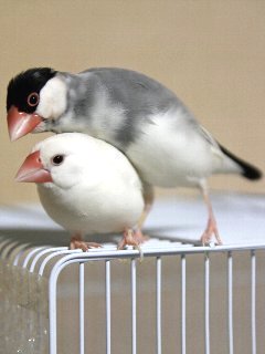 白ちゃん愛してるよ~♪