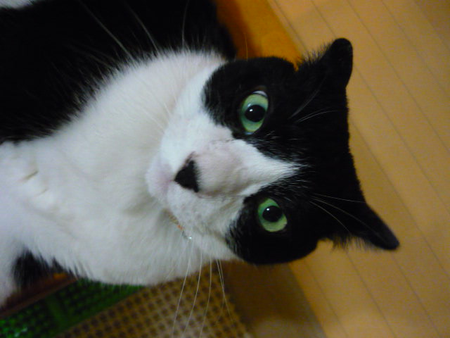 P1010532.jpg