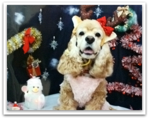 クリスマス小太郎