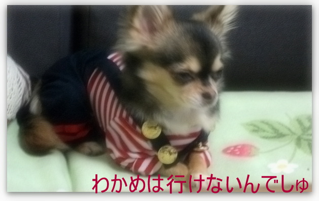 プンプンわかめ