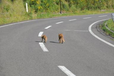 DSC_9897.jpg