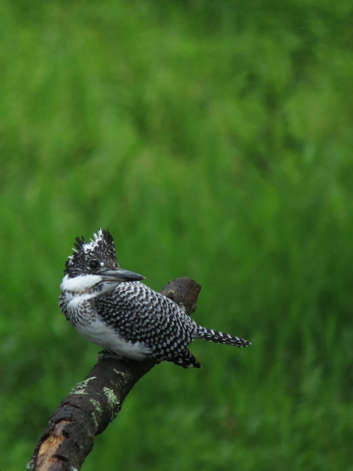 IMG_6078A.jpg