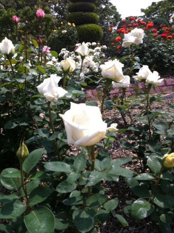IMG_4814_20120905024356.jpg