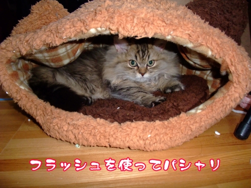 DSCF3931.jpg