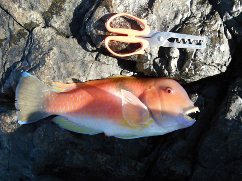 DSCF1678.jpg
