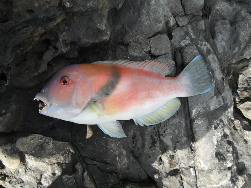 DSCF1690.jpg