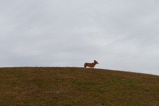 P1120241R.jpg