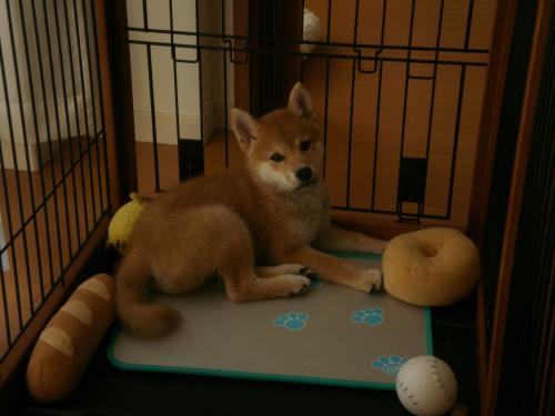 てつ子犬1