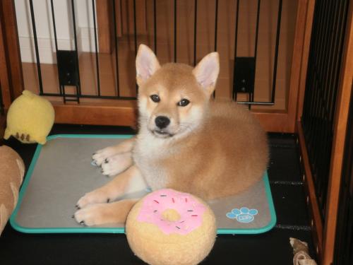 てつ子犬2