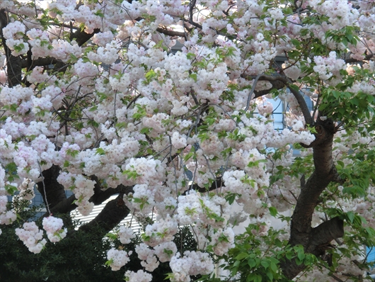 CIMG4758_R.jpg
