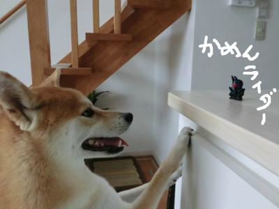 snap_udonko222dog_2012103122226.jpg