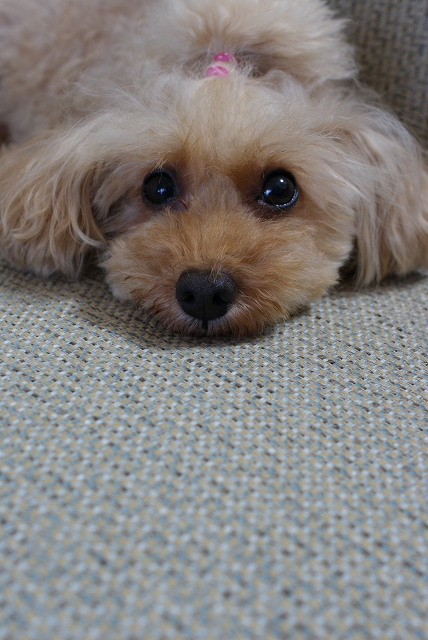 DSC00042.jpg