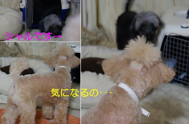 DSC08246.jpg