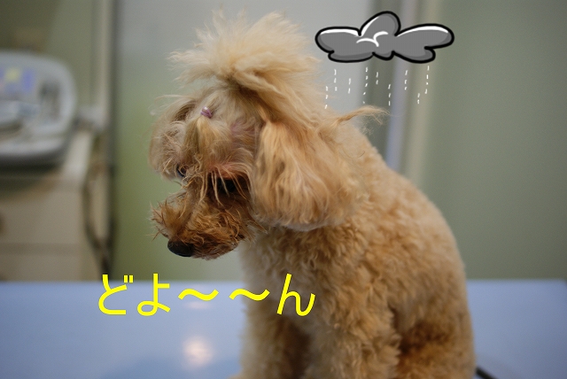 DSC09515.jpg