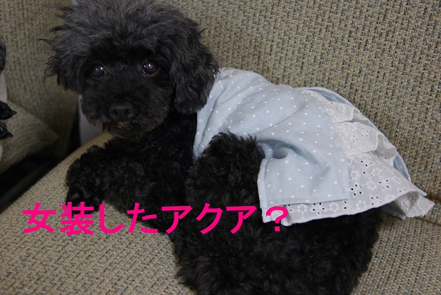 s-DSC08930.jpg