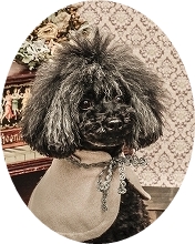ss108-crop.jpg