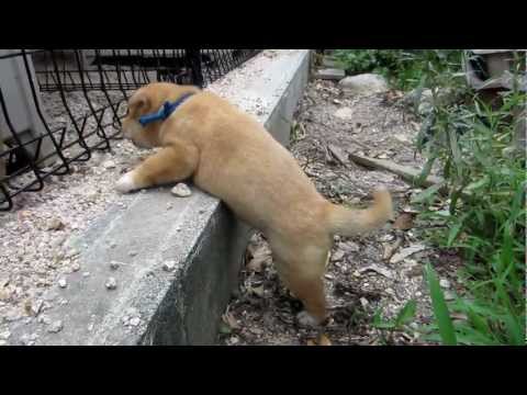 柴子犬