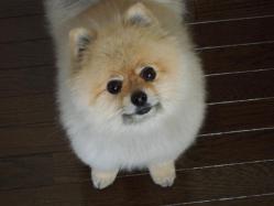 ちいさいです、ちいさすぎます