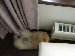 と、届かない・・・