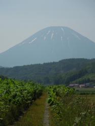 6月の風景