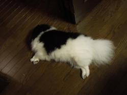 まめちゃんは行き倒れ?