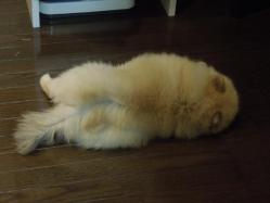 できそこないのコッペパン