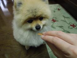 食えるんですか、これ