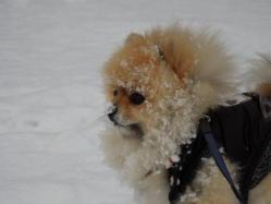 歩くの嫌いなラッセル犬