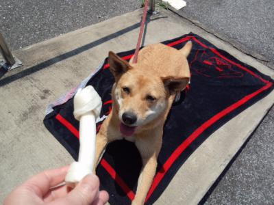 犬491