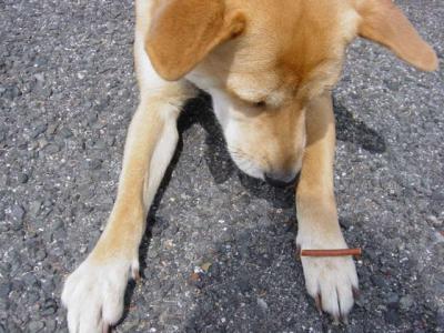 犬485