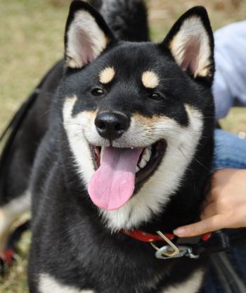 梅小町日記