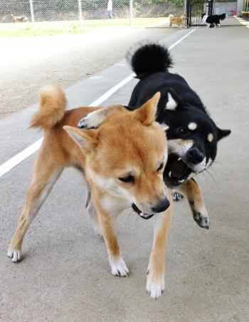 梅小町日記