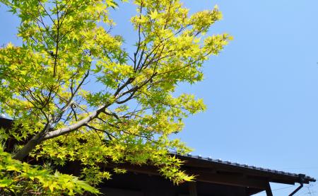 梅小町日記