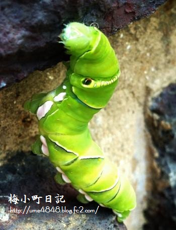 アゲハチョウの幼虫