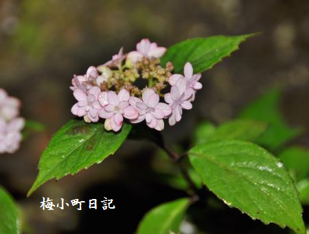 山アジサイ①